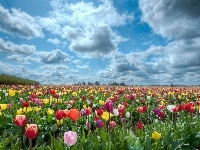 Kolorowe, Pole, Tulipany