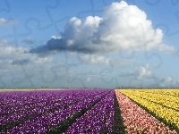 Kolorowych, Pole, Tulipanów
