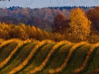 Pole, Krzewy, Las, Pofalowane, Łąka