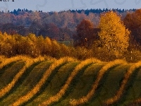 Pole, Krzewy, Las, Pofalowane, Łąka