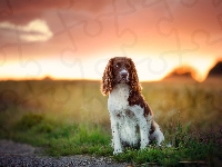 Trawa, Pole, Springer spaniel walijski
