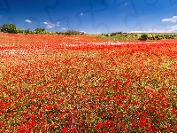 Pole, Maki, Francja, Valensole, Makowe