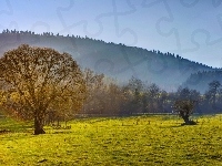 Pole, Mgła, Zalesione, Wzgórza, Drzewa