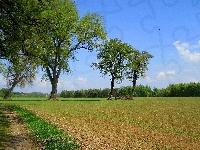Polna, Pole, Drzewa, Droga