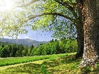 Trawa, Polna, Drzewa