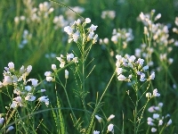 Polne, Trawa, Małe, Białe, Kwiaty