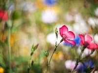 Kwiaty, Polne, Bokeh