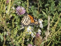 Polne, Motyl, Monarch, Kwiaty