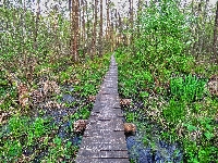 Drzewa, Bagno, Moczary, Kładka, Roślinność, Polesie, Polska, Pomost, Poleski Park Narodowy