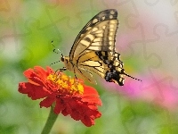 Cynia, Pomarańczowa, Motyl