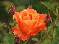 Pomarańczowa, Róża