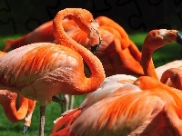 Pomarańczowe, Flamingi