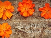 Kwiaty, Pomarańczowe, Deska