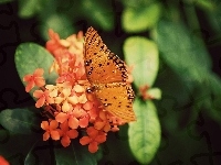 Pomarańczowe, Piękny, Motyl, Kwiatuszki