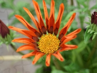 Kwiat, Pomarańczowe, Pąki, Gazania, Płatki