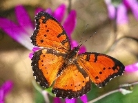 Czarny, Pomarańczowo, Motyl