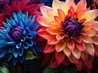 Kwiaty, Dalie, Kolorowe, Pomarańczowo-żółta, Niebieska