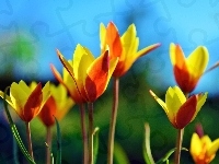 Żółte, Pomarańczowo, Tulipany