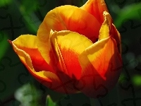 Żółty, Pomarańczowo, Tulipan