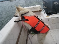 pomarańczowy, Norsk Buhund, kapok