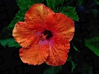 Pomarańczowy, Hibiskus