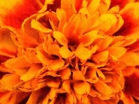 Pomarańczowy, Kwiat