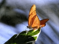 Motyl, Pomarańczowy, Liść