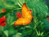 Motyl, Pomarańczowy, Pokrzywy