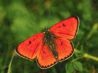 Pomarańczowy, Motyl