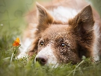 Pomarańczowy, Border collie, Trawa, Motylek