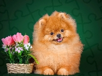 Tulipany, Piesek, Koszyk, Pomeranian, Szpic miniaturowy