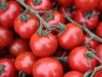 Pomidorki, Czereśniowe