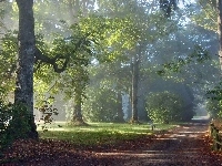 Poranek, Park, Aleja, Mgła