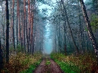 Poranek, Las, Droga, Mgła