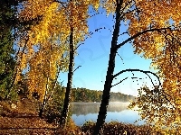 Poranek, Drzewa, Jesień, Jezioro, Mgła