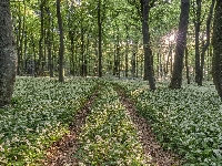 Promienie słońca, Las, Drzewa, Ścieżka, Czosnek niedźwiedzi, Poranek