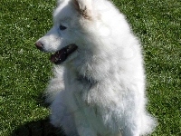 Samojed, uszy, postawione