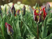 Postrzępione, Czerwone, Tulipany, Płatki