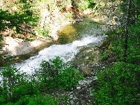 Górski, Potok, Drzewa