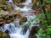 Kamienie, Potok, Roślinność