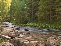Skały, Potok, Las