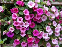 Kwiaty, Różowe, Fioletowe, Powój