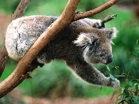 Pożywienie, Miś, Koala, Eukaliptus