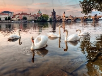 Most, Łabędzie, Rzeka, Praga