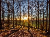Promienie, Niebo, Las, Drzewa, Słońca
