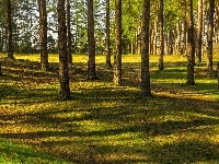 Promienie, Las, Drzewa, Słońca