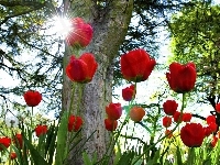 Promienie, Tulipany, Drzewo, Słońca