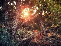 Promienie słońca, Drzewa, Konary, Las