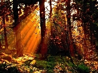 Promienie Słońca, Drzewa, Las, Jesień