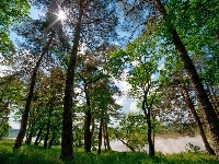 Promienie, Rzeka, Las, Słońca